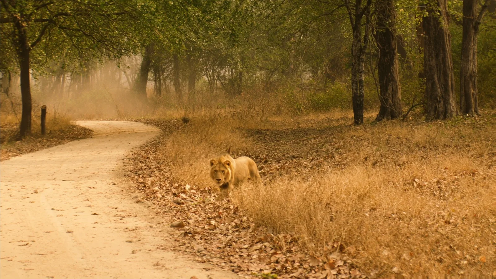 Sasan Gir & Somnath, Gujarat