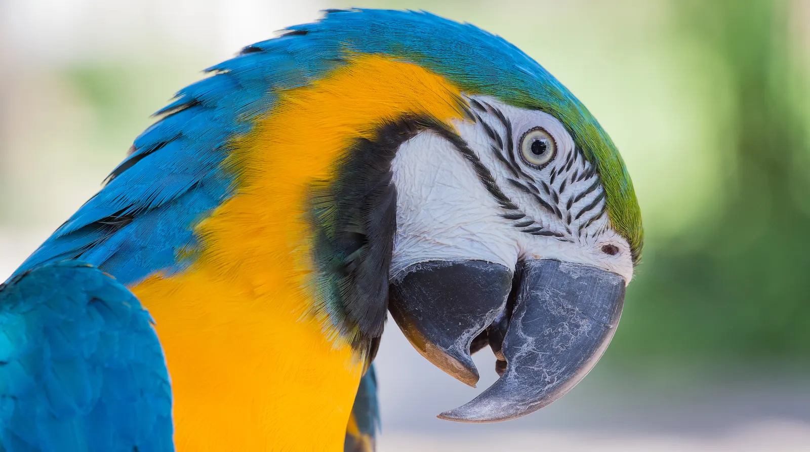 Bali Bird Park, Gianyar, Bali, Indonesia
