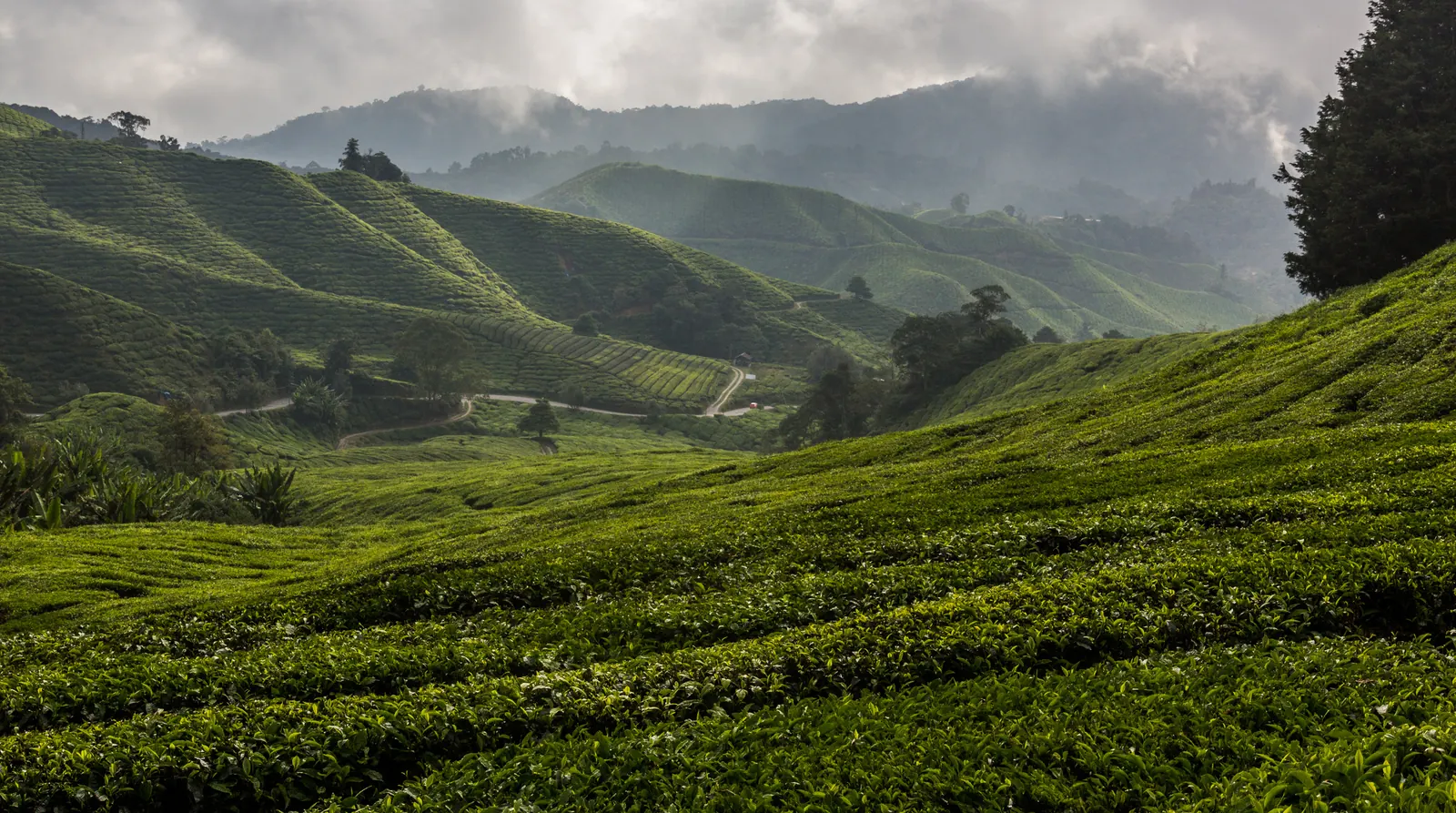 Cameron Highlands, Pahang