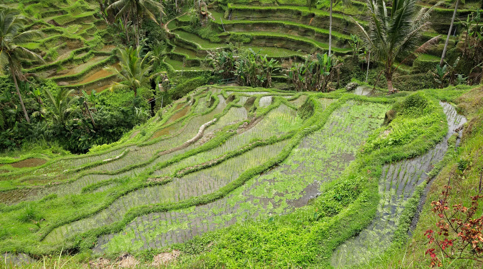 Tegallalang, Gianyar, Bali, Indonesia