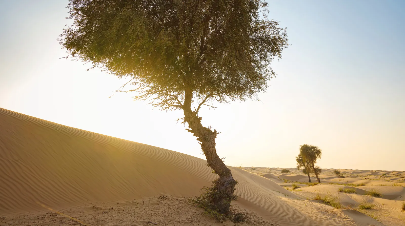 Liwa, Al Dhafra region, Abu Dhabi emirate, UAE