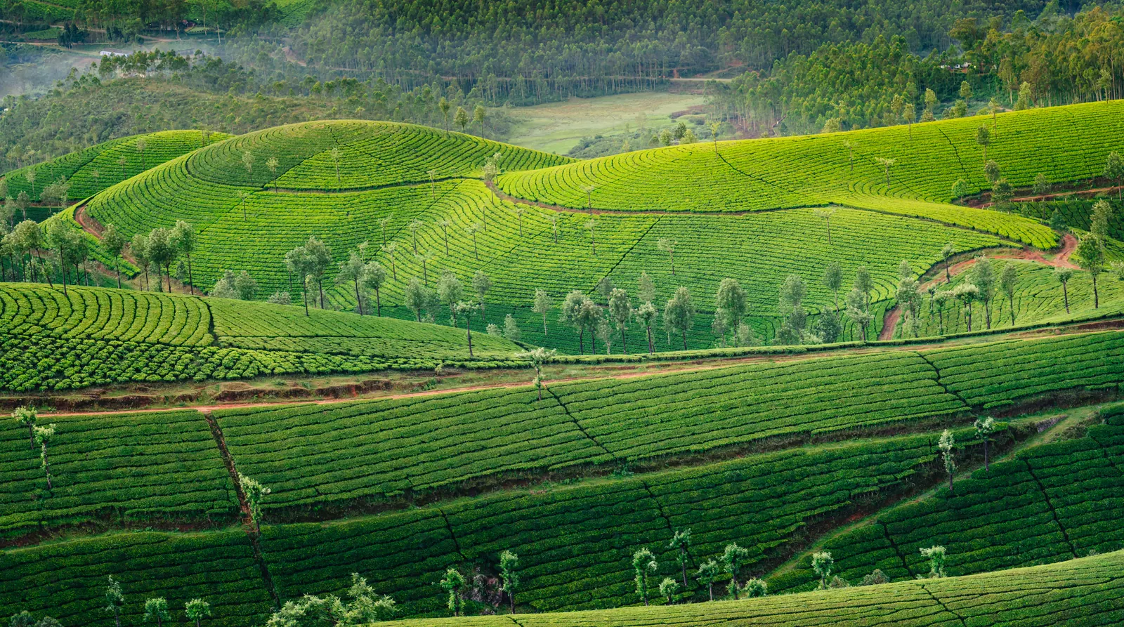 Munnar, Kerala — Munnar: A Day in the Tea