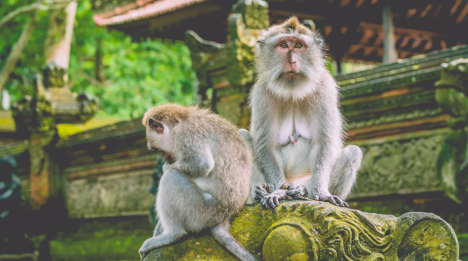 Padangtegal, Ubud, Bali, Indonesia