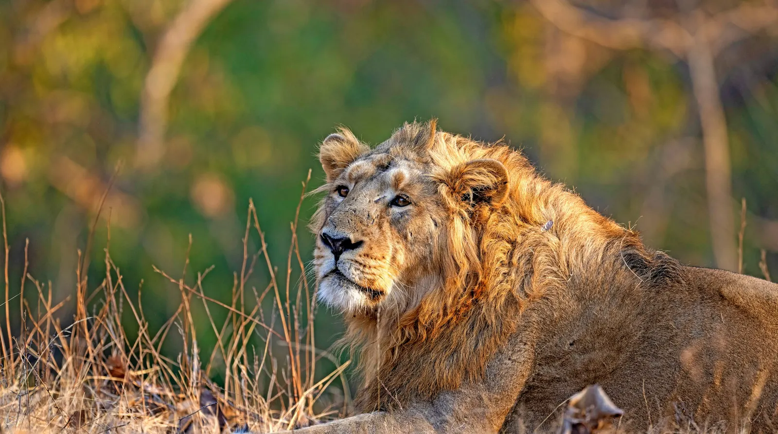 Gir Lion Safari Booking 2026–27: Permits, Timings, ₹16,999