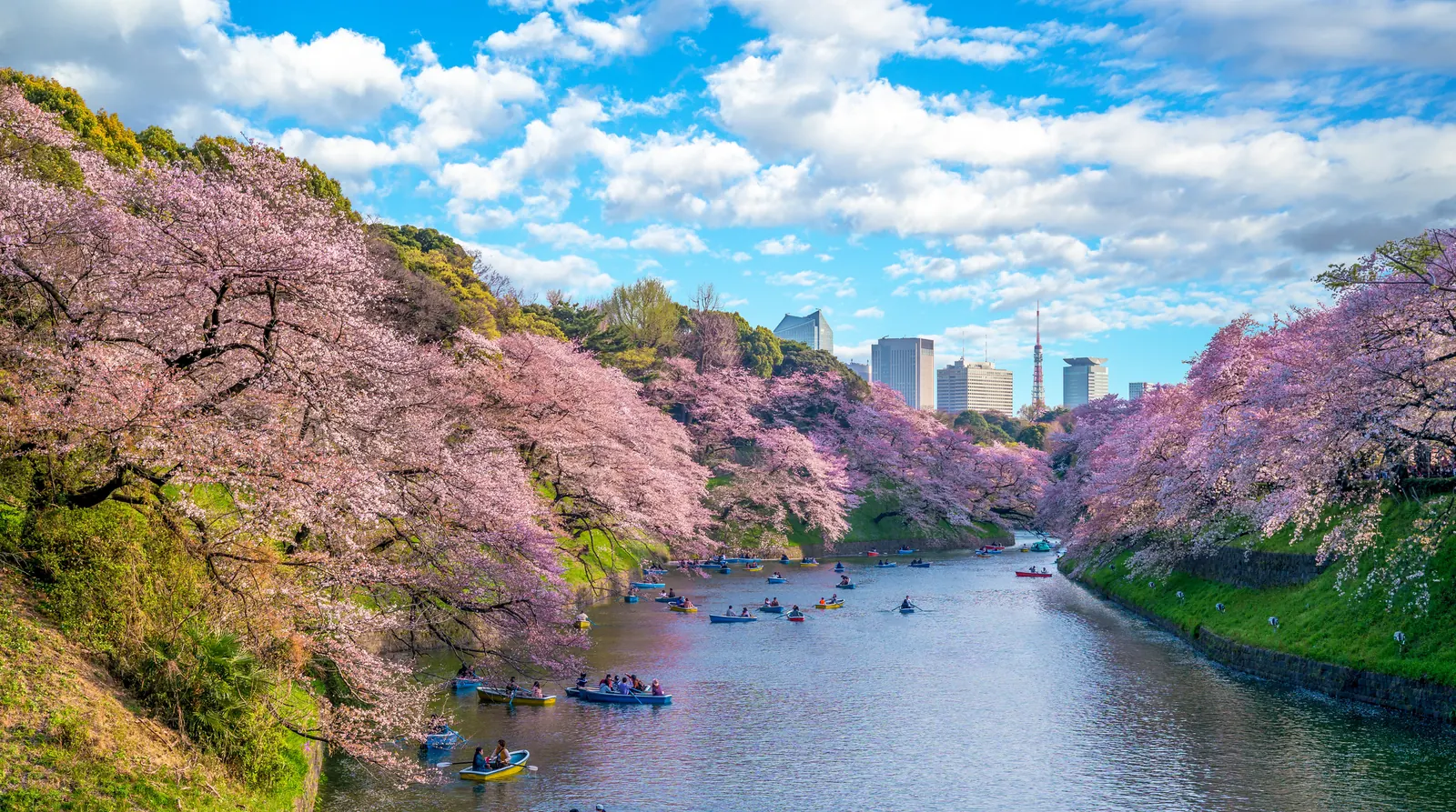 Japan Cherry Blossom 2027 from India: Trip from ₹2,14,999