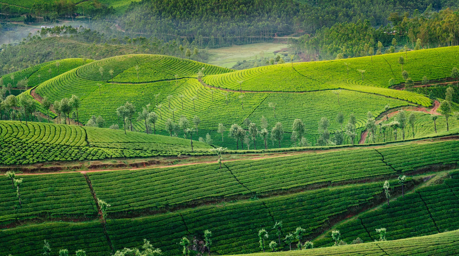 Alleppey & Munnar