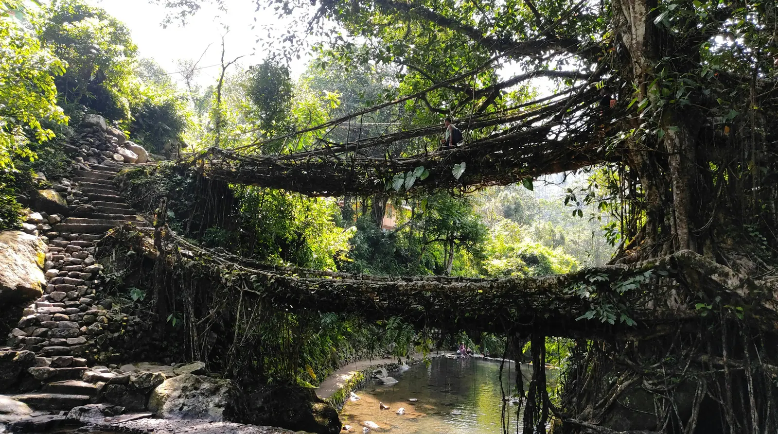 Northeast India Trip from Ahmedabad: 4–7 Days from ₹15,999