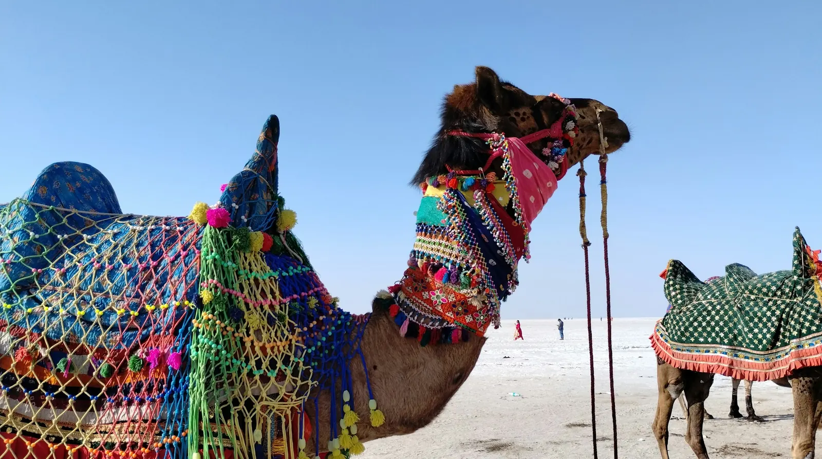 Rann of Kutch Trip from Ahmedabad: Rann Utsav 2026, ₹12,999
